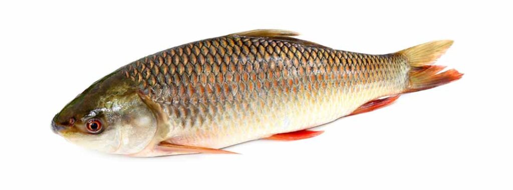 Health Benefits of Rohu Fish1