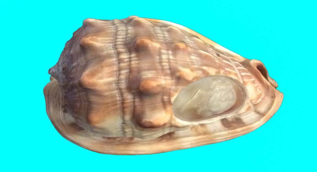 Cameo Shell (Cypraecassis Rufa)